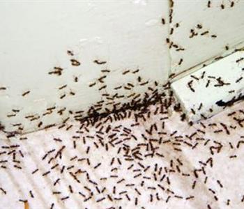 حيل ذكية لإبعاد النمل عن منزلك في فصل الصيف