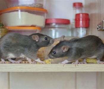 كيفية تجنب دخول الفئران إلى منزلك