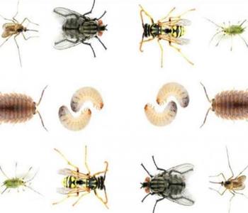 وصفات طبيعية للقضاء على الحشرات المنزلية بكل أنواعها