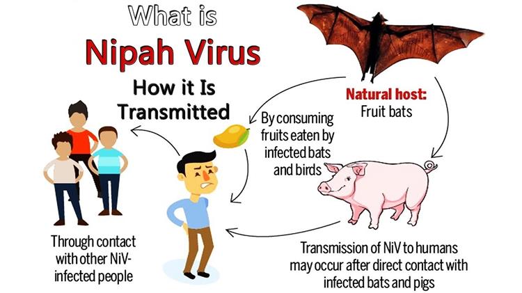 كل ما تود معرفته عن فيروس نيباه.. كيف ينتقل والاعراض وطرق العلاج