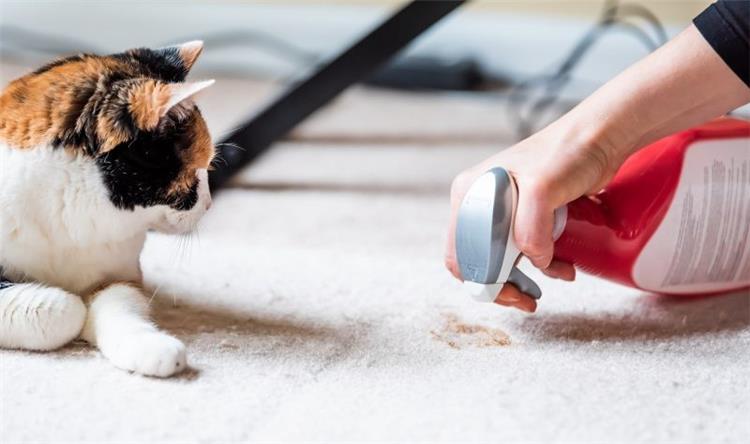 طريقة فعالة لتنظيف فضلات القطط من على السجاد