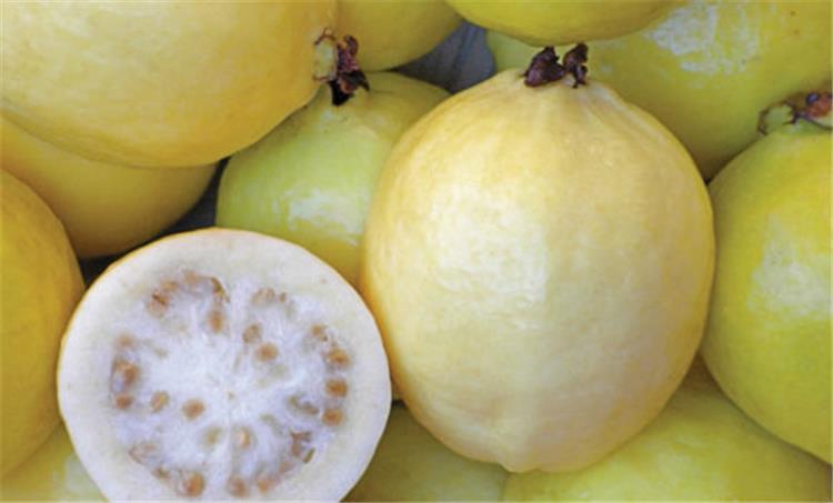  فوائد فاكهة الجوافة