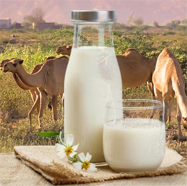 فوائد حليب الإبل مع العسل