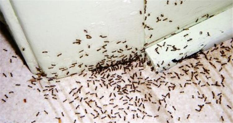 حيل ذكية لإبعاد النمل عن منزلك في فصل الصيف