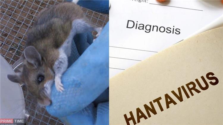 معلومات عن فيروس "هانتا" القاتل الذي ضرب الصين مؤخرًا