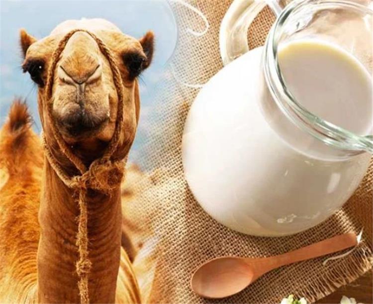 فوائد حليب الإبل للالتهابات
