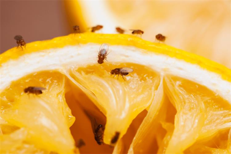 طرق التخلص من الهاموش في المطبخ