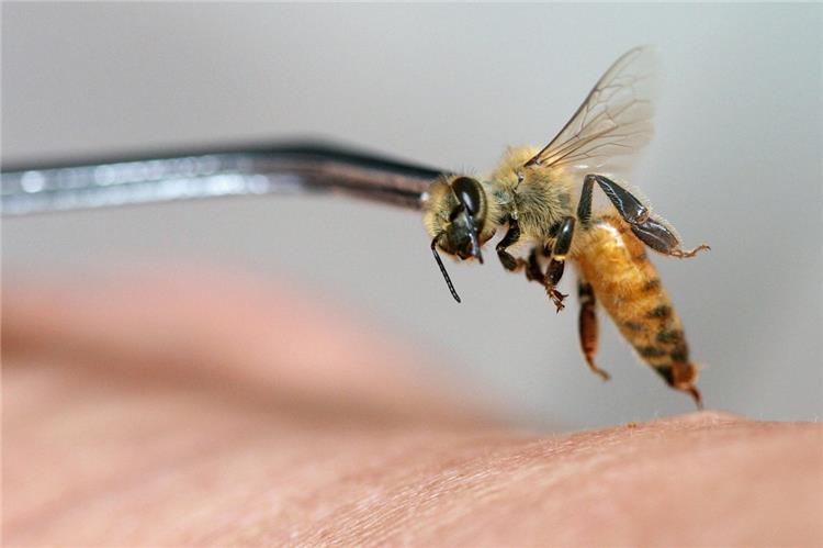 فوائد العلاج بسم النحل وكيفية استخدامه وأثاره الجانبية وعلاقته بالمناع