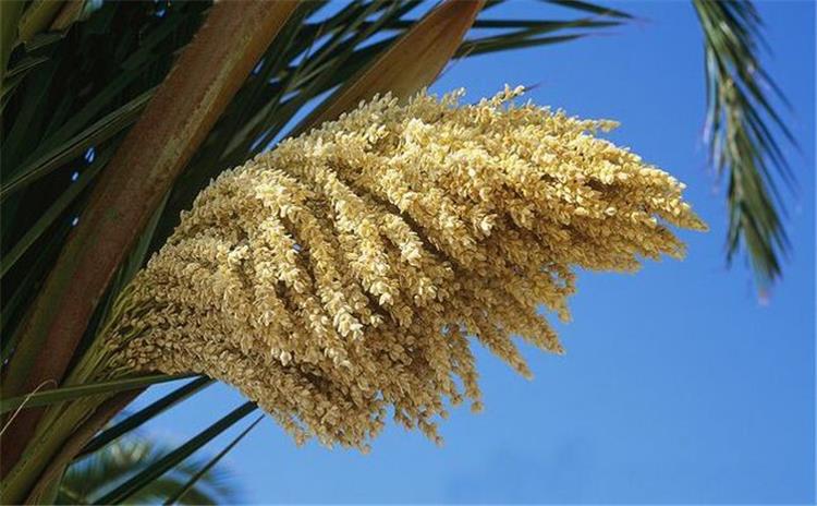 فوائد طلع النخيل مع العسل للرجال