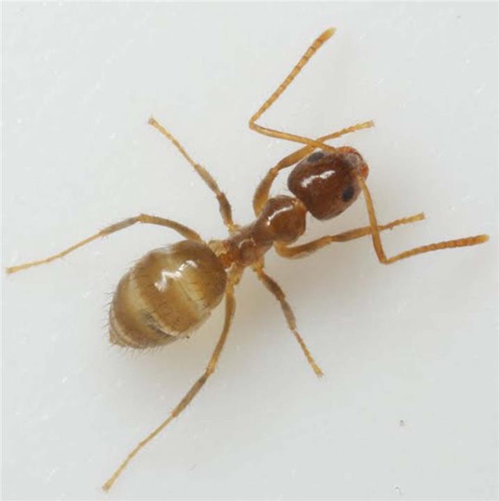 تخلصي من النمل نهائيًا بوسائل متوافرة في منزلك