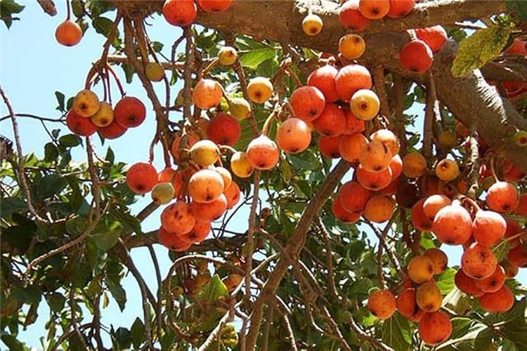 فوائد الجميز للجنس
