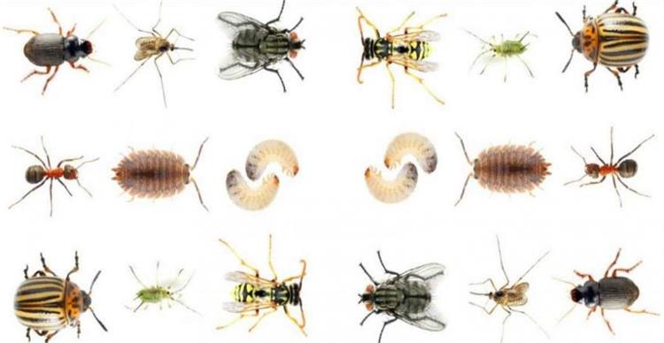 وصفات طبيعية للقضاء على الحشرات المنزلية بكل أنواعها