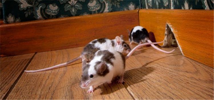 طرق طرد الفئران من المنزل
