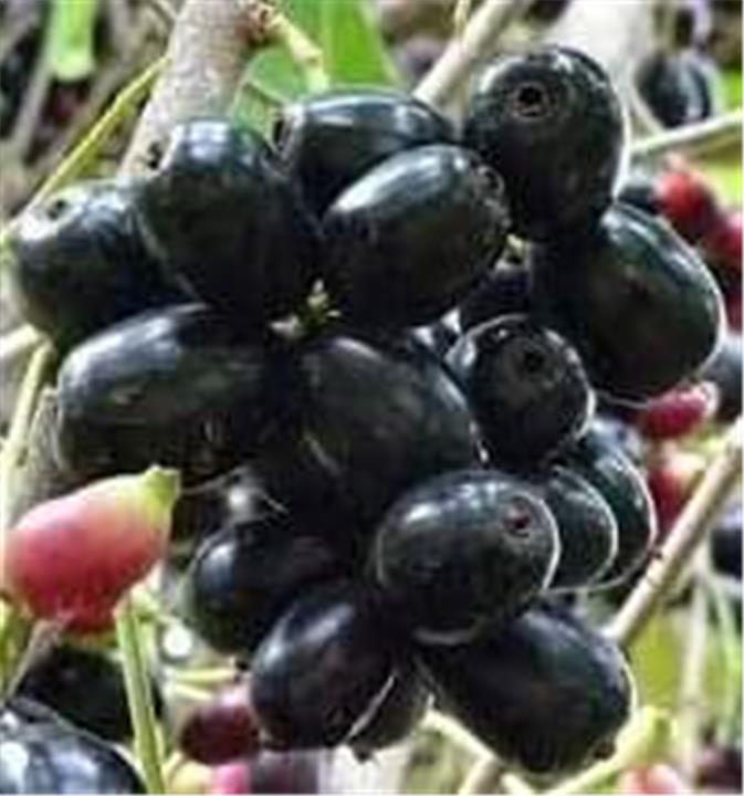 فوائد البامبوزيا للجنس
