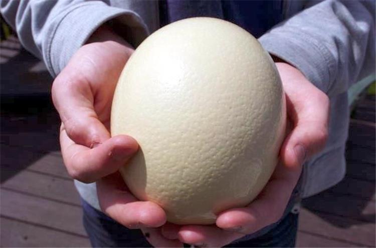 فوائد بيض النعام للحامل