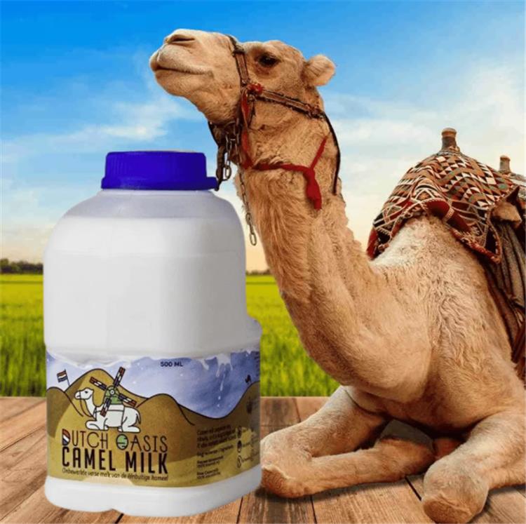 أضرار حليب الإبل للرجال