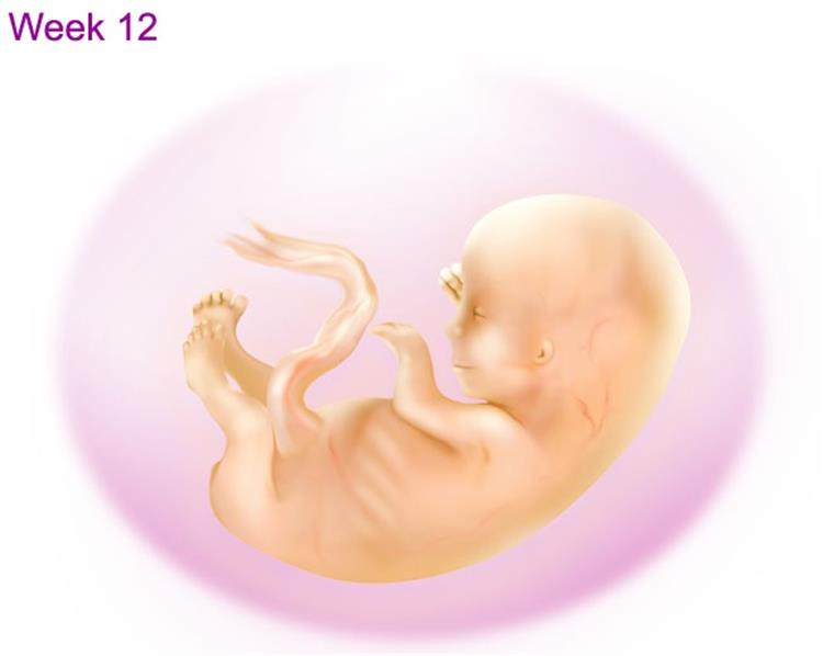 تفاصيل رحلتك في الحمل: الاسبوع الـ 12