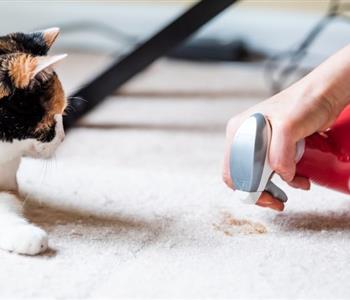 طريقة فعالة لتنظيف فضلات القطط من على السجاد