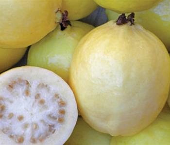 فوائد فاكهة الجوافة الصحية