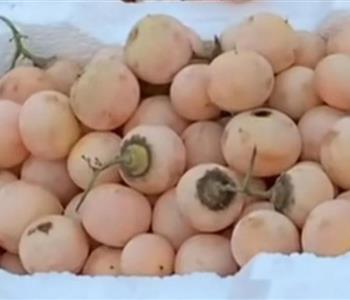 فوائد البمبر للجنس للنساء تحفيز الرغبة ودعم التوازن الهرموني