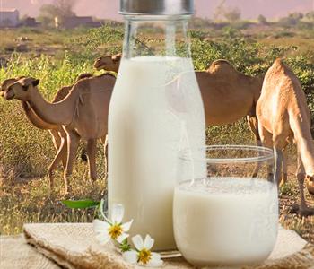 فوائد حليب الإبل مع العسل توليفة صحية متكاملة لجسمك
