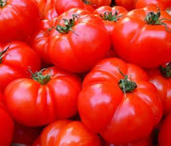 متى تصبح الطماطم خطرًا على صحة الانسان؟