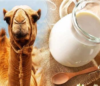 فوائد حليب الإبل للالتهابات يخفف التهابات المفاصل والقولون