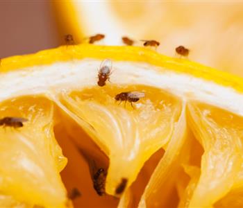 طرق التخلص من الهاموش في المطبخ أفضل حل