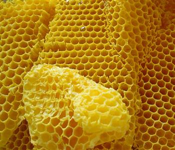 فوائد شمع العسل على الريق يعزز المناعة