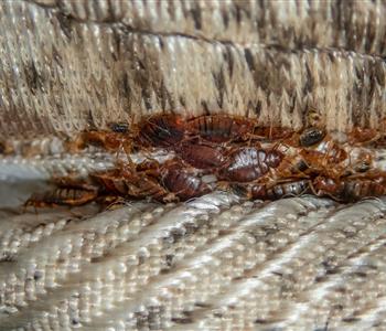 أسباب ظهور حشرة البق في منزلك وطرق تجنبها