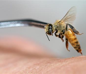 فوائد العلاج بسم النحل وكيفية استخدامه وآثاره الجانبية وعلاقته بالمناعة