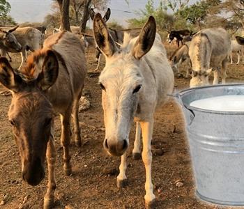 فوائد حليب الحمير للوجه سر الجمال الطبيعي لبشرة نضرة ومشرقة