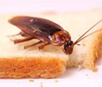 9 نصائح مجربة للقضاء على الحشرات الزاحفة في البيت نهائي ا