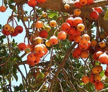 فوائد الجميز للجنس كنز طبيعي لتعزيز الصحة الجنسية