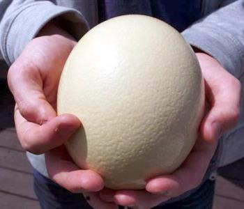 فوائد بيض النعام للحامل والجنين
