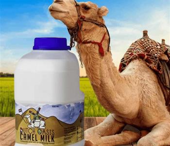 أضرار حليب الإبل للرجال ما يجب معرفته قبل الاستخدام