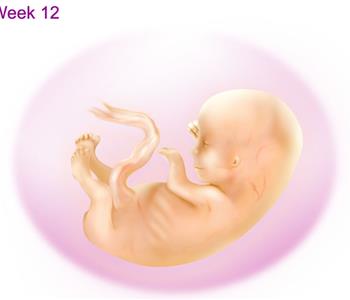 تفاصيل رحلتك في الحمل: الاسبوع الـ 12
